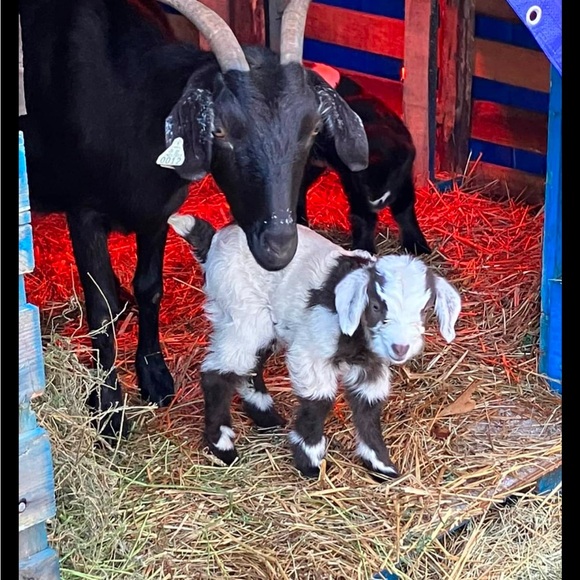 Meet your Posher, D.A. Fox - Picture 5 of 7